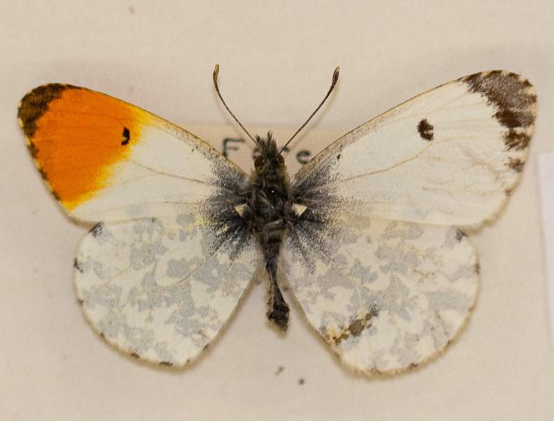Anthocharis cardamines (bilateral gynandromorph) (Internet Image property of respective owner, non-commercial use only)